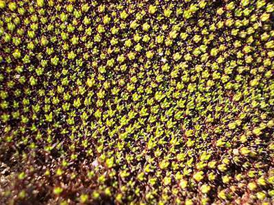 Bach Flower Essence Scleranthus (Scleranthus annus)